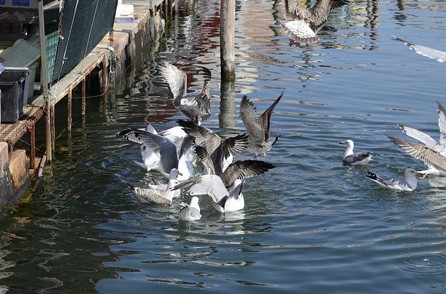 Download gratuito Seagull Italy Bird: foto o immagine gratuita da modificare con l'editor di immagini online GIMP
