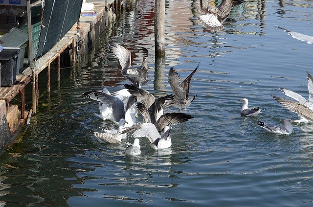 Descarga gratuita Seagull Italy Bird - foto o imagen gratuita para editar con el editor de imágenes en línea GIMP