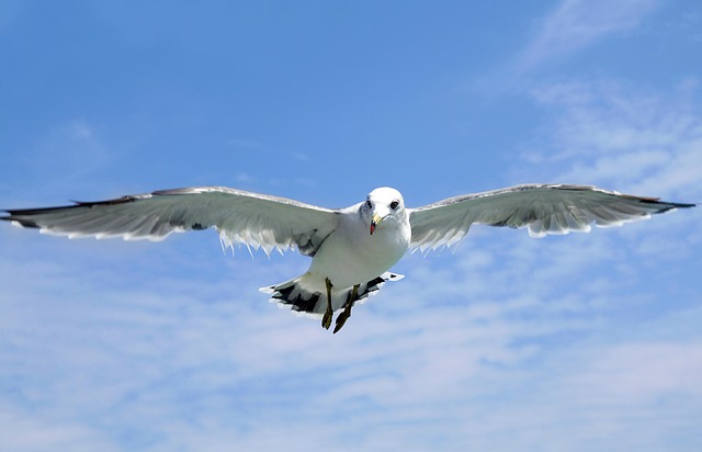 Free download seagull jeju island udo olle gill free picture to be edited with GIMP free online image editor