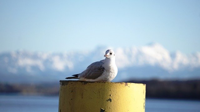 Free download Seagull Lake Constance Port -  free photo or picture to be edited with GIMP online image editor