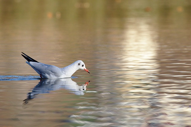 Seagull Lake Water 무료 다운로드 - 무료 사진 또는 GIMP 온라인 이미지 편집기로 편집할 사진