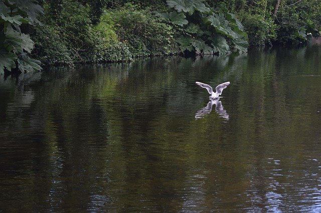 Free picture Seagull Landing Pond -  to be edited by GIMP free image editor by OffiDocs