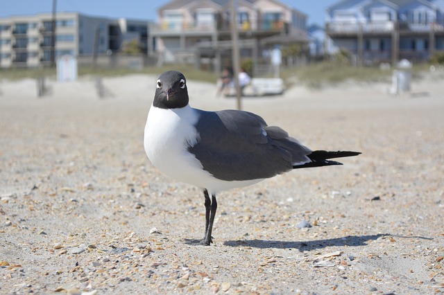 Free download seagull laughing gull crystal coast free picture to be edited with GIMP free online image editor