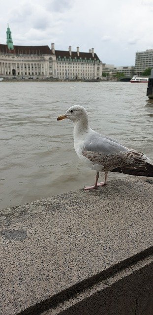 Free download Seagull London River Thames -  free photo or picture to be edited with GIMP online image editor