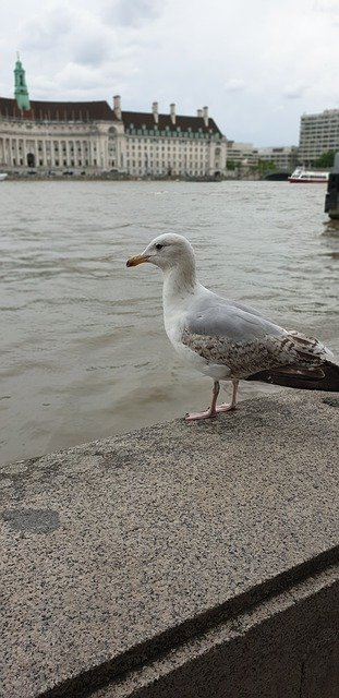 Descarga gratuita Seagull London River Thames - foto o imagen gratuita para editar con el editor de imágenes en línea GIMP