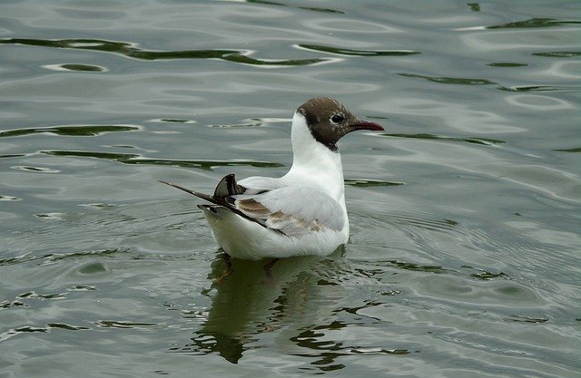 Gratis download Seagull Śmieszka - gratis foto of afbeelding om te bewerken met de online GIMP-afbeeldingseditor