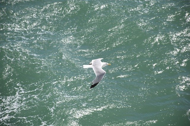 Free download Seagull Möwe Bird -  free photo or picture to be edited with GIMP online image editor