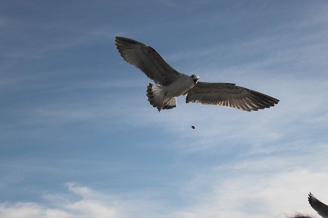 Unduh gratis Seagull Nature Bird - foto atau gambar gratis untuk diedit dengan editor gambar online GIMP