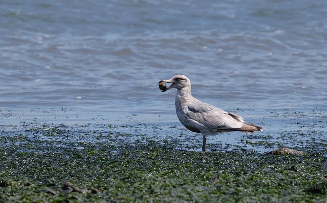 Free download seagull nature bird animal sea free picture to be edited with GIMP free online image editor