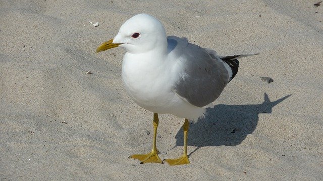 Téléchargement gratuit Seagull Nature Rest - photo ou image gratuite à éditer avec l'éditeur d'images en ligne GIMP