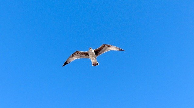 Free download Seagull North Sea Bird Water -  free photo or picture to be edited with GIMP online image editor