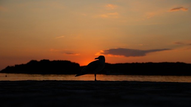 Seagull Ocean Bird download grátis - foto ou imagem grátis para ser editada com o editor de imagens online GIMP