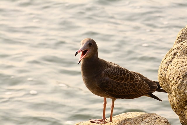 Free download seagull ocean yeongjongdo wolmido free picture to be edited with GIMP free online image editor