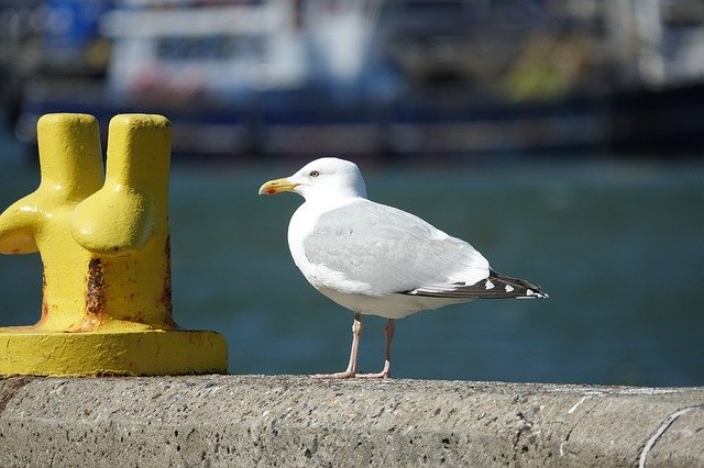 Download gratuito Seagull Port Quay - foto o immagine gratuita da modificare con l'editor di immagini online di GIMP