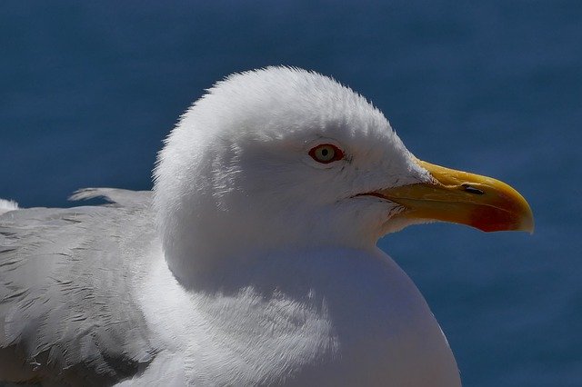 Free download Seagull Portugal Bird -  free photo or picture to be edited with GIMP online image editor