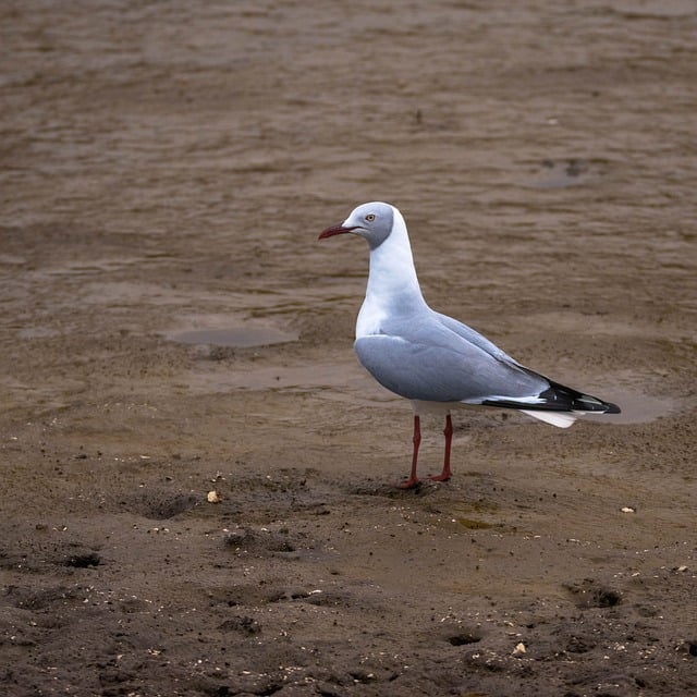 Free download seagull sand liberty dear free picture to be edited with GIMP free online image editor
