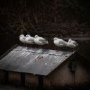 Seagulls and small house  screen for extension Chrome web store in OffiDocs Chromium