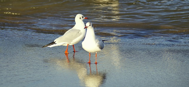 Download gratuito Modello di foto gratuito Seagulls Beach Coast da modificare con l'editor di immagini online di GIMP