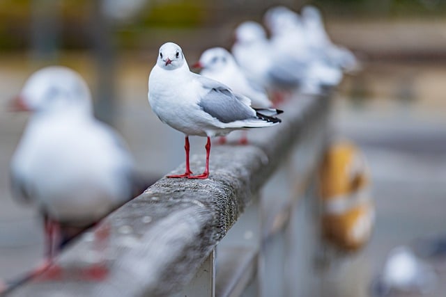 Free download seagulls birds animals wildlife free picture to be edited with GIMP free online image editor
