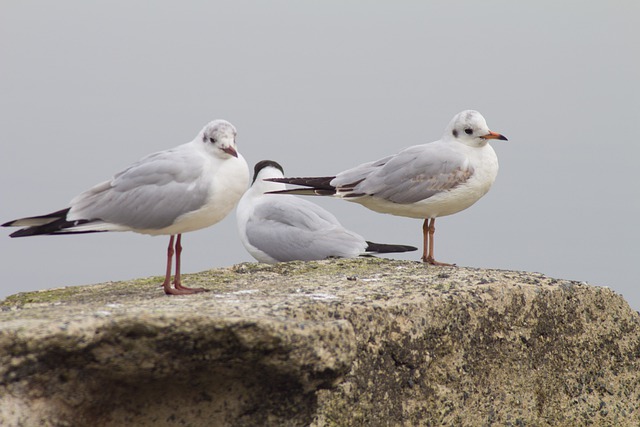 Free download seagulls birds rock sea fog view free picture to be edited with GIMP free online image editor