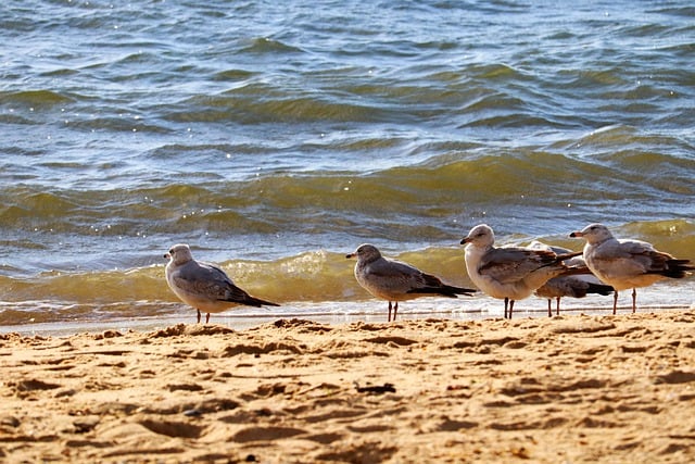 Free download seagulls birds sea birds bay river free picture to be edited with GIMP free online image editor