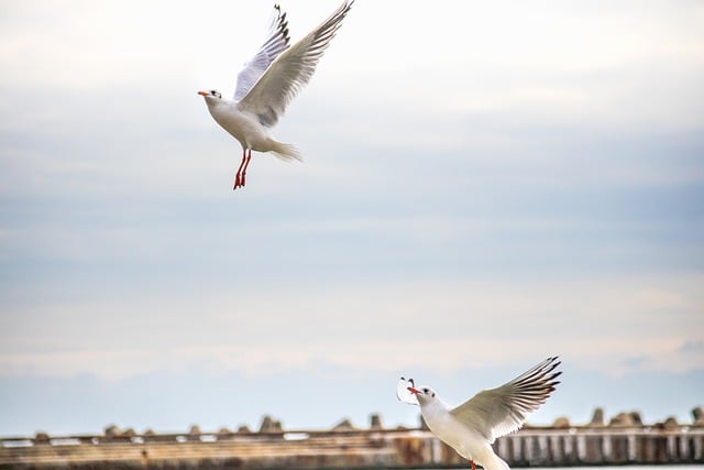 Free download seagulls chasing birds nature free picture to be edited with GIMP free online image editor
