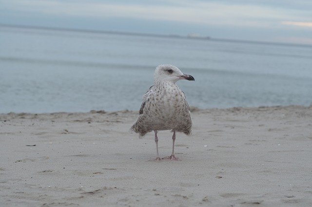 Descărcare gratuită Seagull Sea Bird - fotografie sau imagini gratuite pentru a fi editate cu editorul de imagini online GIMP