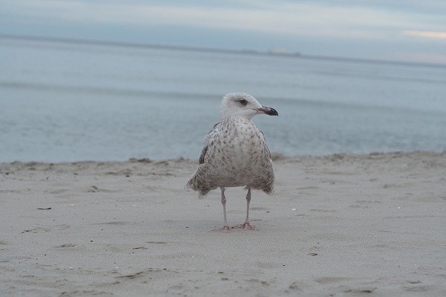 دانلود رایگان Seagull Sea Bird - عکس یا تصویر رایگان رایگان برای ویرایش با ویرایشگر تصویر آنلاین GIMP