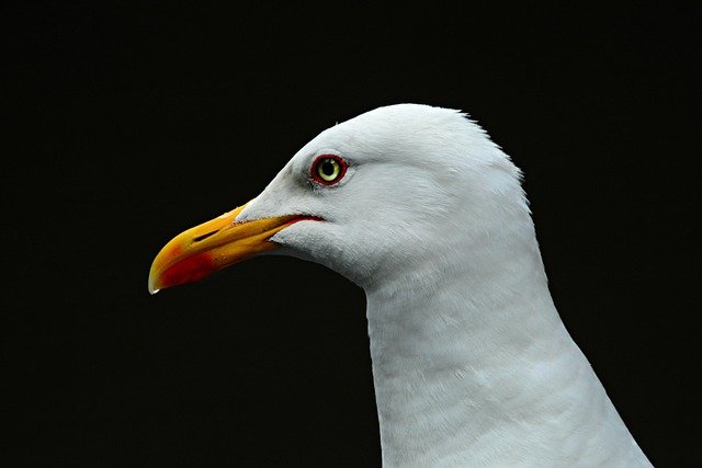 Free download sea gull sea bird animal feather free picture to be edited with GIMP free online image editor