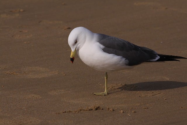 Free download seagull sea bird beach ocean free picture to be edited with GIMP free online image editor