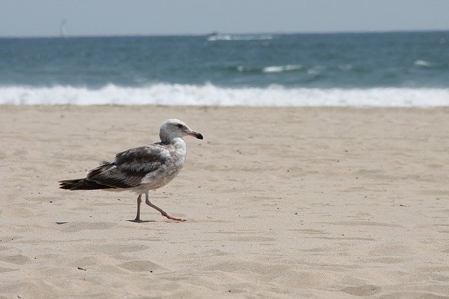 Скачать бесплатно Seagull Sea Ocean - бесплатное фото или изображение для редактирования с помощью онлайн-редактора изображений GIMP