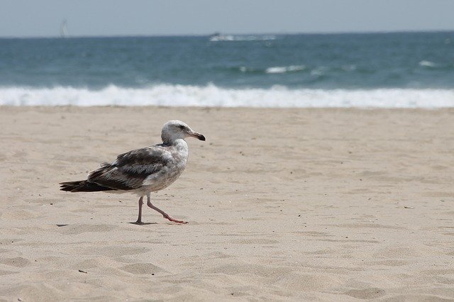 免费下载 Seagull Sea Ocean - 可使用 GIMP 在线图像编辑器编辑的免费照片或图片