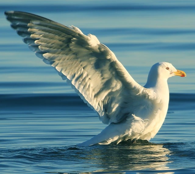 Завантажте безкоштовно чайка море океан крила пір’я безкоштовне зображення для редагування за допомогою безкоштовного онлайн-редактора зображень GIMP