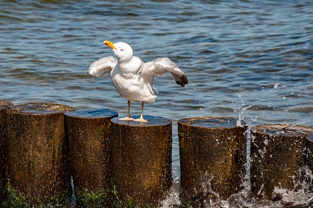 تنزيل Seagull Sea Water - صورة مجانية أو صورة مجانية ليتم تحريرها باستخدام محرر الصور عبر الإنترنت GIMP