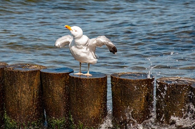 دانلود رایگان Seagull Sea Water - عکس یا تصویر رایگان برای ویرایش با ویرایشگر تصویر آنلاین GIMP