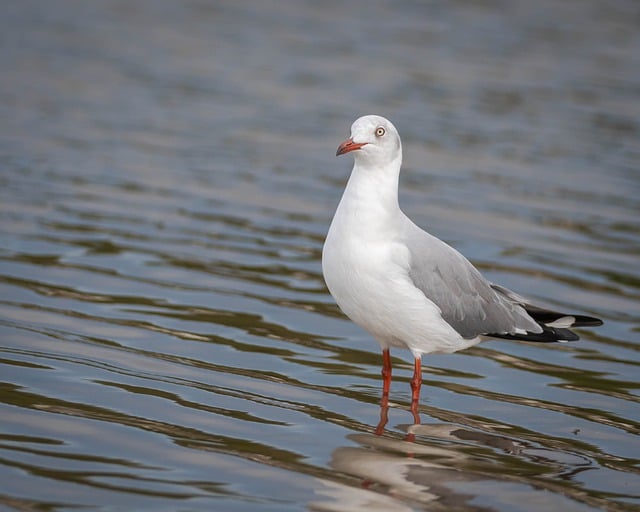 Free download seagull sea waterfowl birds nature free picture to be edited with GIMP free online image editor