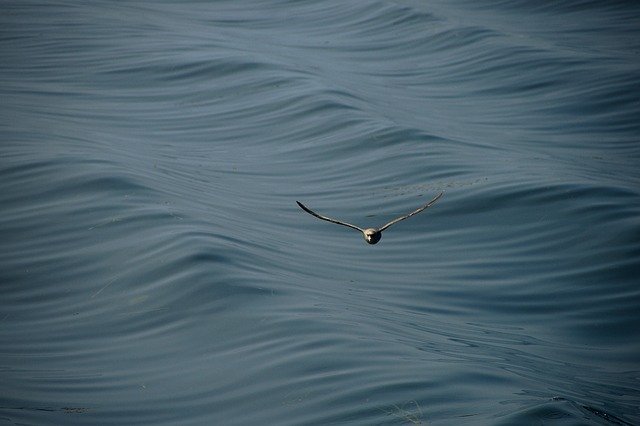 دانلود رایگان Seagull Sea Wave - عکس یا تصویر رایگان قابل ویرایش با ویرایشگر تصویر آنلاین GIMP