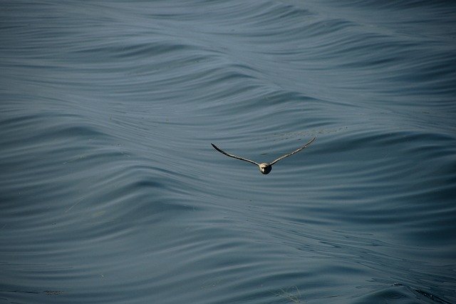 ดาวน์โหลดฟรี Seagull Sea Wave - ภาพถ่ายหรือรูปภาพฟรีที่จะแก้ไขด้วยโปรแกรมแก้ไขรูปภาพออนไลน์ GIMP