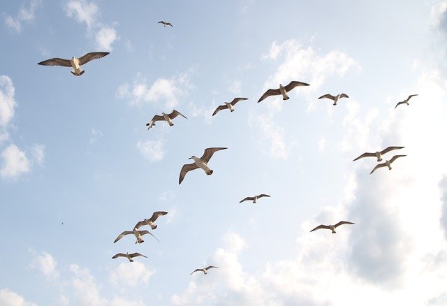 Free download Seagulls Flight Birds -  free photo or picture to be edited with GIMP online image editor