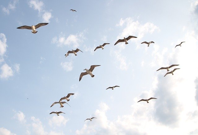 Free download Seagulls Flight Birds -  free photo or picture to be edited with GIMP online image editor