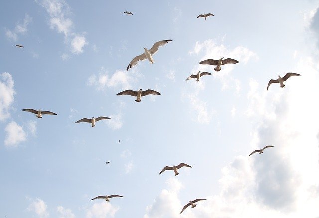 Free graphic seagulls flight birds sky freedom to be edited by GIMP free image editor by OffiDocs