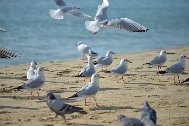 Free download seagulls flight flock flying birds free picture to be edited with GIMP free online image editor
