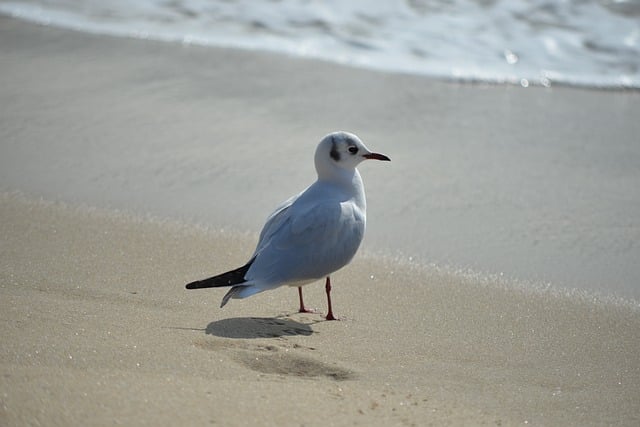 Free download seagulls flight flying birds beach free picture to be edited with GIMP free online image editor