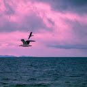 Seagulls Flying over the Sea  screen for extension Chrome web store in OffiDocs Chromium