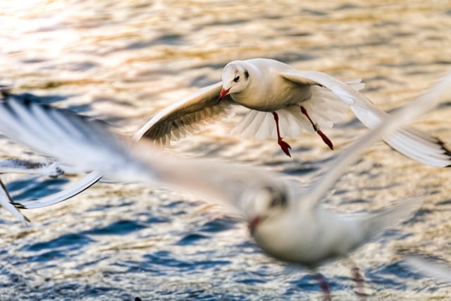 Téléchargement gratuit d'une image gratuite de mouettes volant dans l'eau au soleil à modifier avec l'éditeur d'images en ligne gratuit GIMP