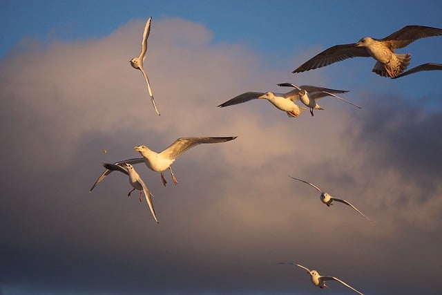 Free download seagulls gulls birds wings plumage free picture to be edited with GIMP free online image editor