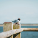 Seagull Sitting on a Wooden Pier  screen for extension Chrome web store in OffiDocs Chromium