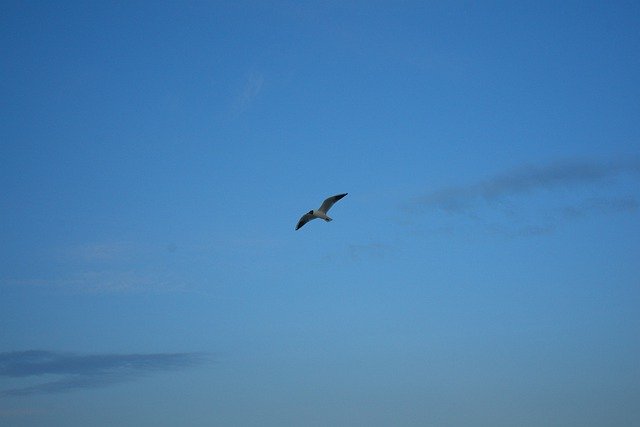 Scarica gratuitamente Seagull Sky Blue: foto o immagine gratuita da modificare con l'editor di immagini online GIMP