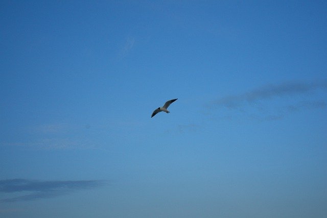 Free download Seagull Sky Blue -  free photo or picture to be edited with GIMP online image editor