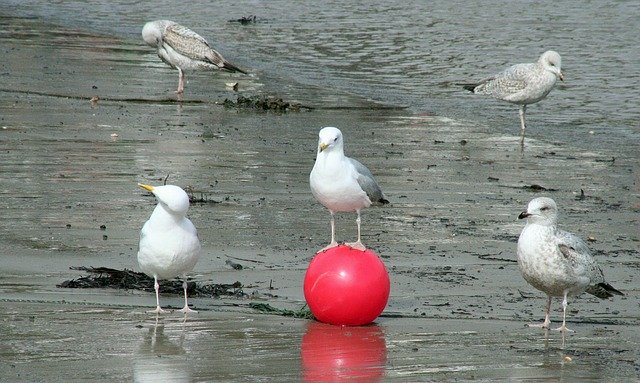 Free download Seagulls Managers -  free photo or picture to be edited with GIMP online image editor